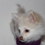 A Pomeranian Photo Shoot
