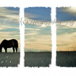The South Dakota Cowgirl Giveaway