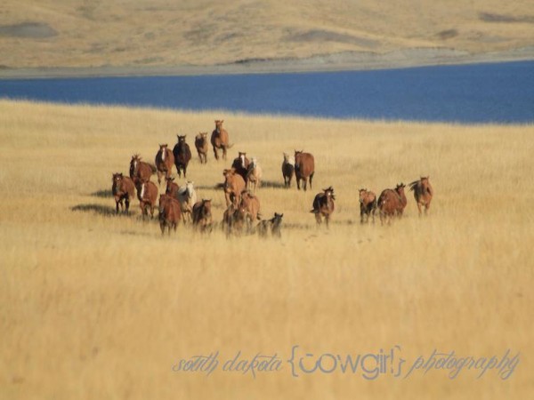 548438 447064335332478 587619800 n 600x450 The South Dakota Cowgirl Photography 