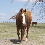 Snap Shots: Around the Ranch