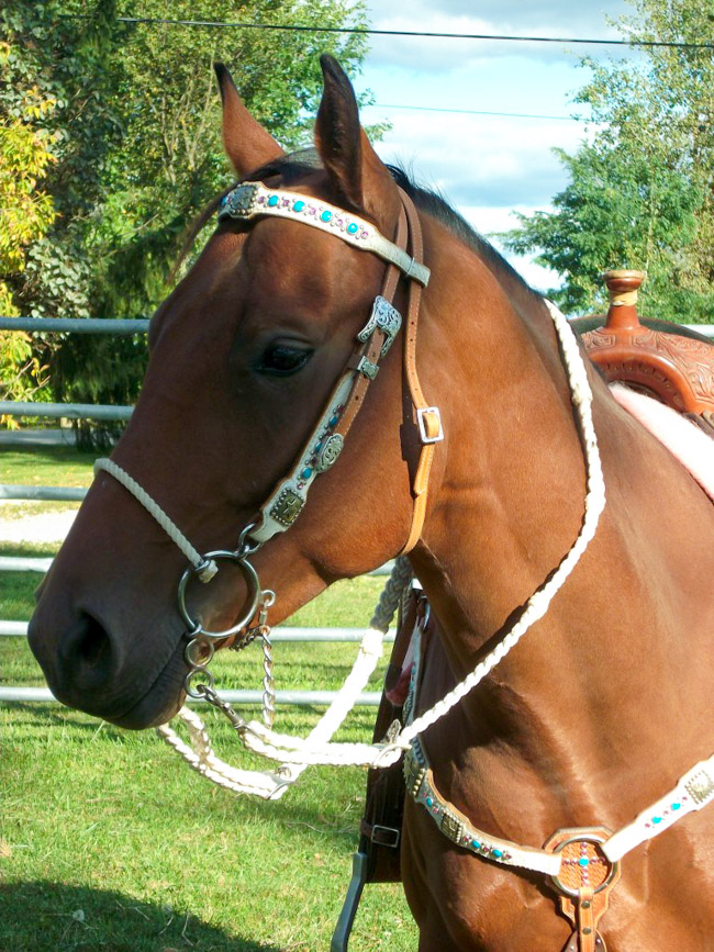 Bay horse with white, turquoise and pink tack