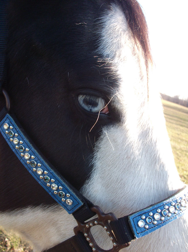 Black and White Paint Mare with Custom Halter