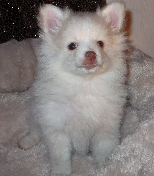 adorable cream Pomeranian