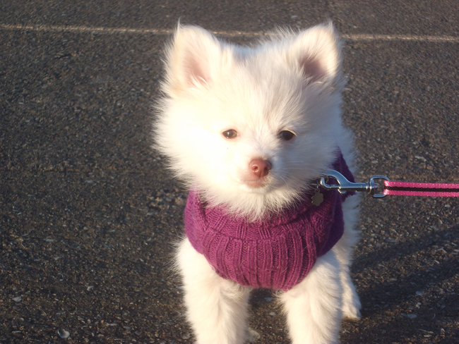 fluffy little Pomeranian puppy