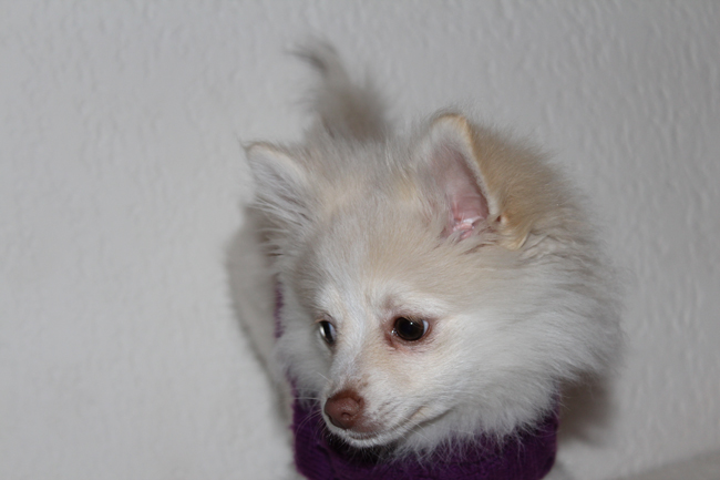 cream Pomeranian puppy