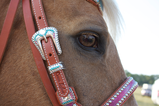 Kind eyes and an awesome tack set