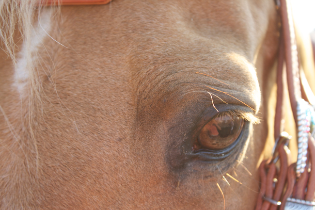 kind eyes on the Quarter Horse