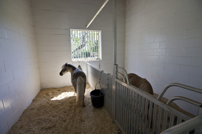 Mini horses inside the barn