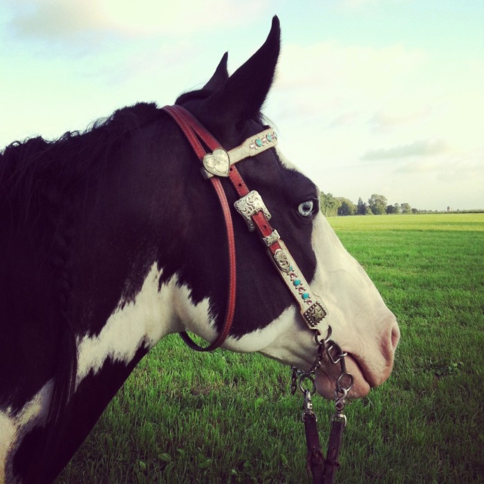 Rumor, black & white Paint mare