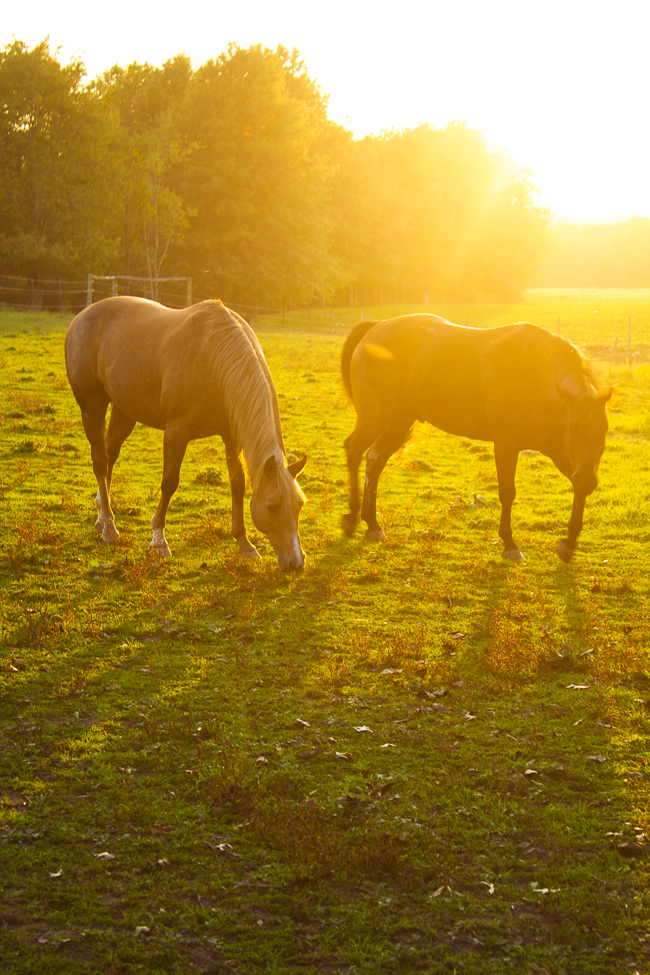 Horses grazing in the sunset