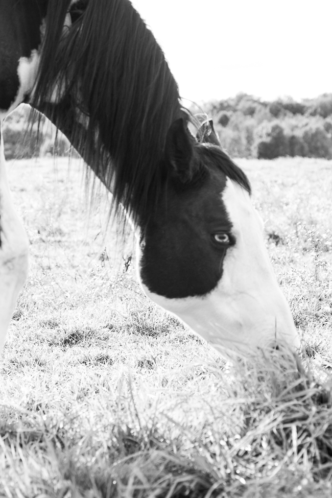 Black and White Overo Paint Horse Mare