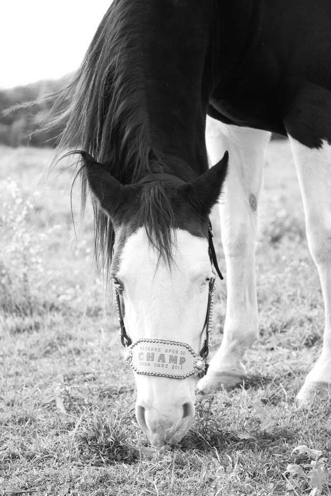 Black and White Overo Paint Horse