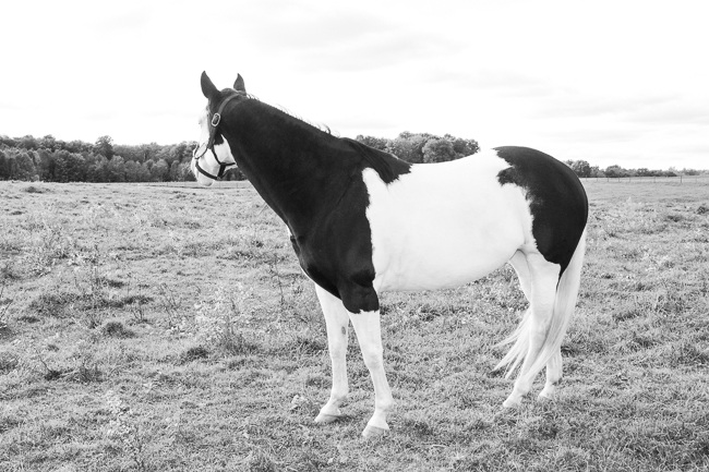 Black and White Overo Paint Mare
