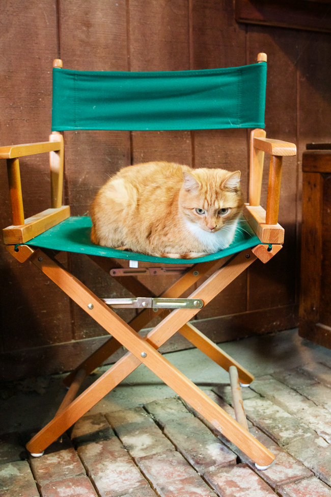 Orange cat resting in the barn | Stable Style