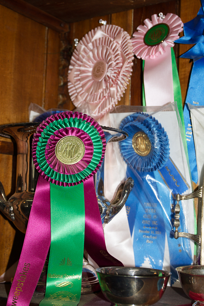 Ribbons in the trophy case | Stable Style