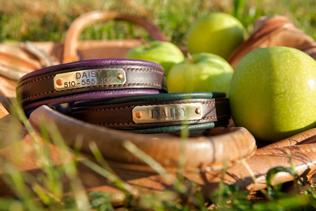 Leather Dog Collars with Name Plates by daisy1010