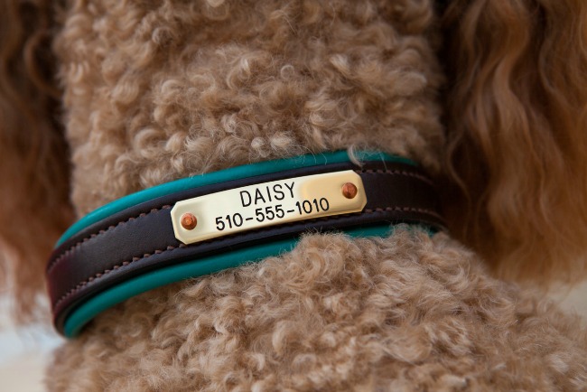 Personalized Teal Dog Collar by daisy1010