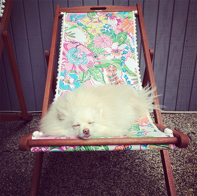 Mango lounges on a Lilly for Target Chair