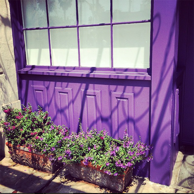 Purple Flowers and Wall