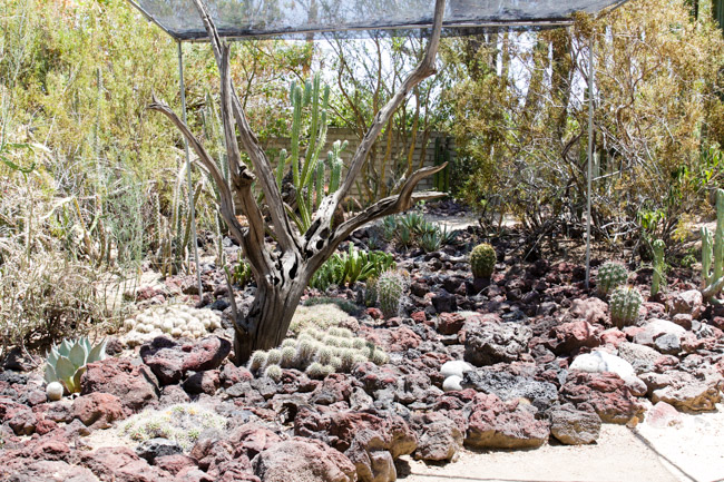 Cacti Plants and Rock Garden in Palm Springs