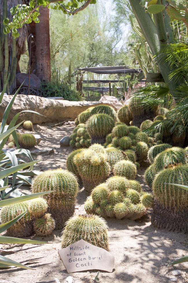Golden Barrel Cacti Plants Moorten Botanical Garden