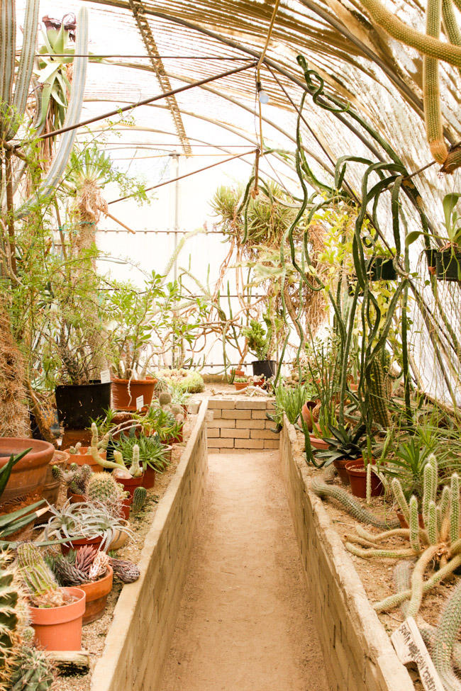 Inside the Moorten Botanical Garden green house