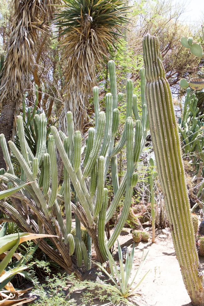Moorten Botanical Garden Cacti in Palm Springs