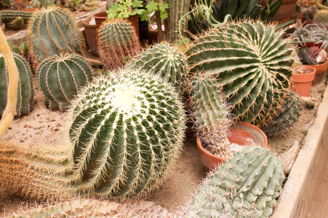 Moorten Botanical Garden cacti plants in terracotta pots