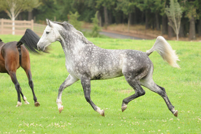 A grey mare named Zara at Wild Turkey Farm