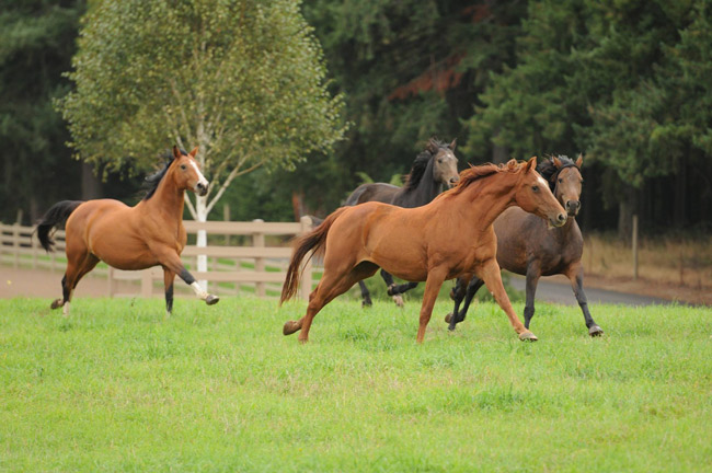 Mares in the pasture at Wild Turkey Farm