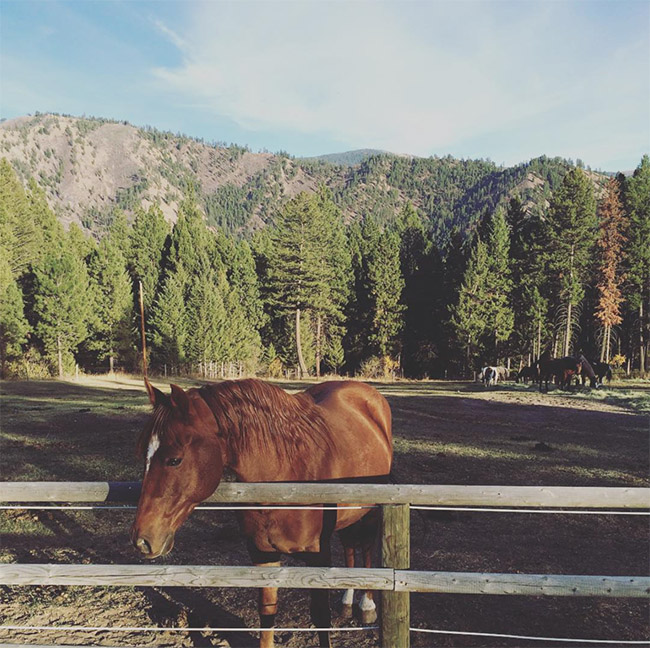 A horse at the ranch
