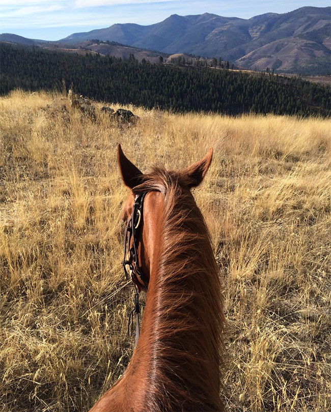 A perfect view from the back of a horse