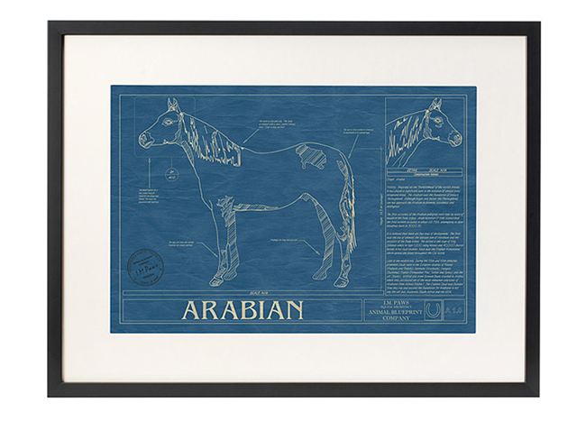 Arabian horse art print