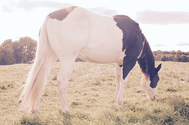 Horse photo, Paint mare