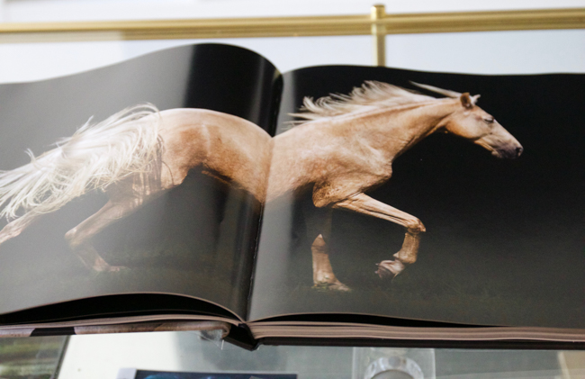 Flipping inside the book, Horse-Human- An Emotional Bond by Bob Tabor