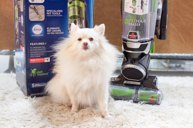 Mango the Pom and the new pet hair vacuum
