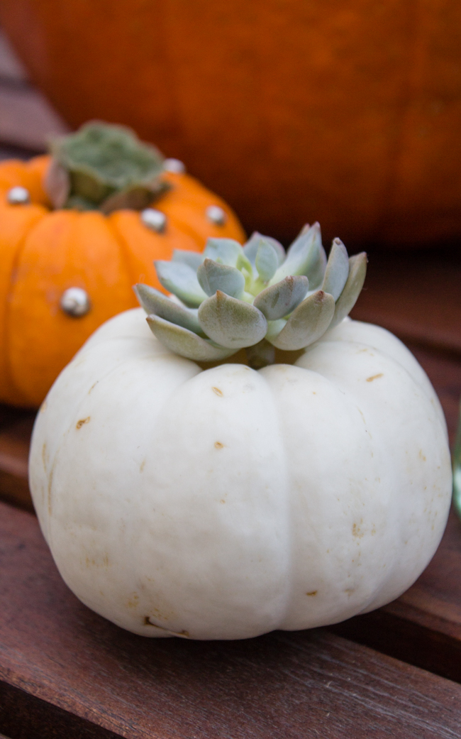 Succulent white pumpkin
