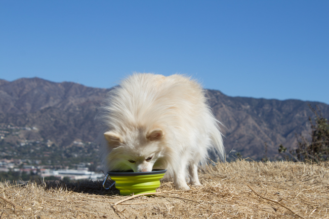 Water break with a collapsible bowl