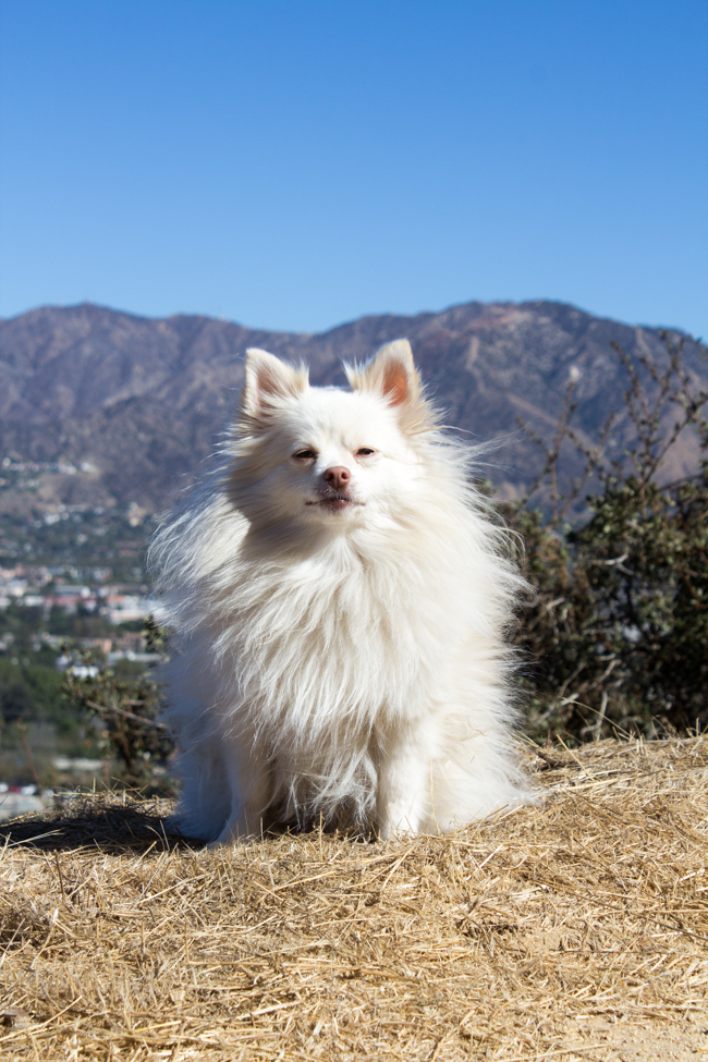Mango the Pomeranian makes it to the top of the hill