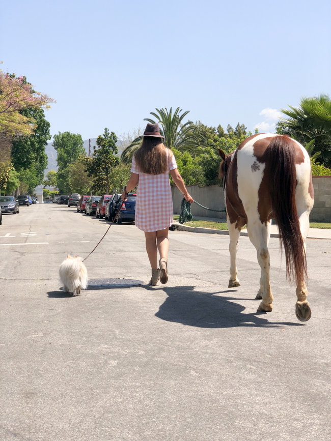 Walking a horse down the street in a Los Angeles neighborhood 