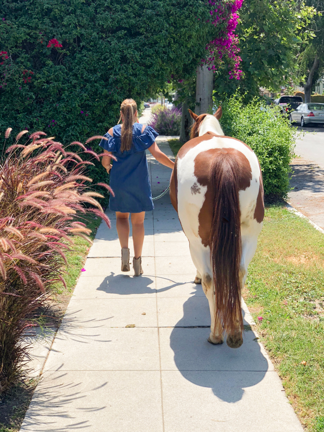 walking a horse down a city sidewalk in Los Angeles
