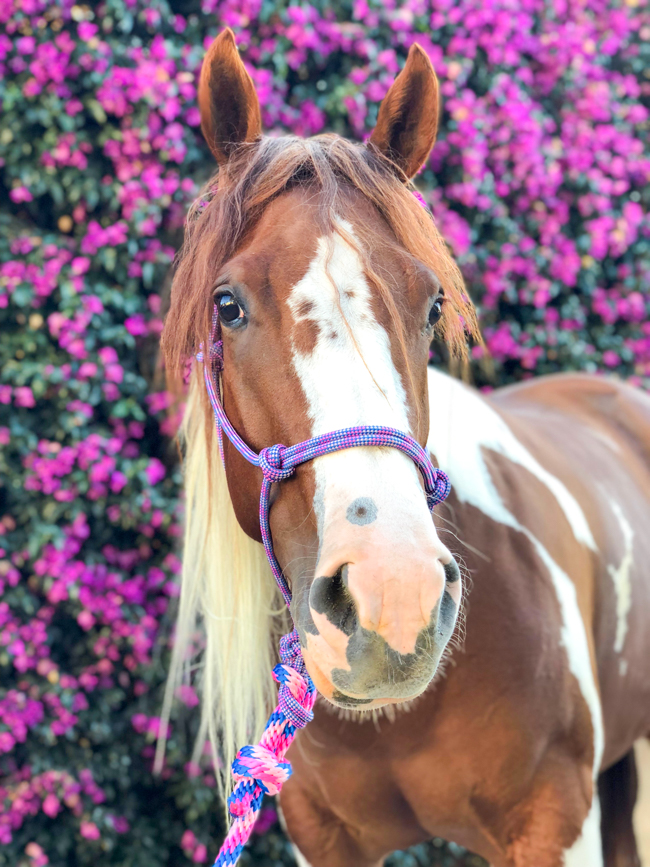 HH Indy's Nu Daisy registered Paint mare